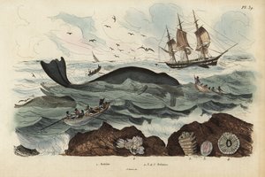 Walvisjagers die een Noord-Atlantische rechterwalvis jagen, Eubalaena glacialis, bedreigd 1, en zeepokken 2-5. Baleine, Balenes