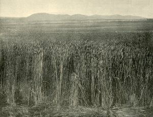 Tarweveld, Canning Downs, Queensland, 1901