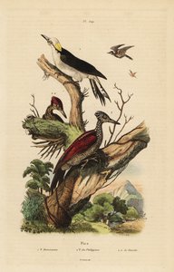 Witte specht, Melanerpes candidus, Filipijnse dwergspecht, Yungipicus maculatus, man en vrouw