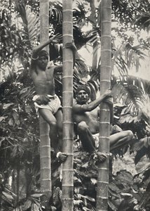 Hoe Ceylonezen in kokospalmen klimmen, 1926