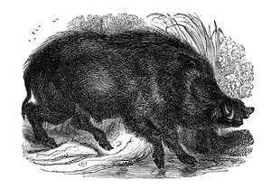 Wild zwijn, 1848 door Unbekannt