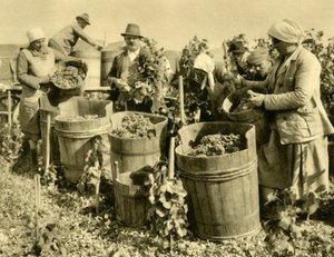 Wijnoogst bij Baden bei Wien, Neder-Oostenrijk, c1935 door Unbekannt