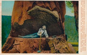 Houthakker-Toont Boom met Omvang van 46 Voet. Santa Cruz Big Tree Grove, Californië, ca. 1909 door Unbekannt