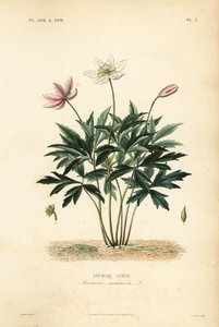 Bosanemoon of windbloem, Anemone nemorosa, Anemone sylvie