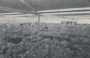 Wol te koop in een showroom in Melbourne, 1923