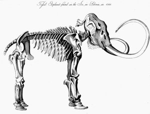 Wolharige mammoet Mammuthus skelet