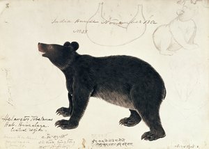 Tekening van een Aziatische Zwarte Beer, Ursus Tibetanus, uit de Centrale Regio van de Himalaya door Unbekannt Unbekannt