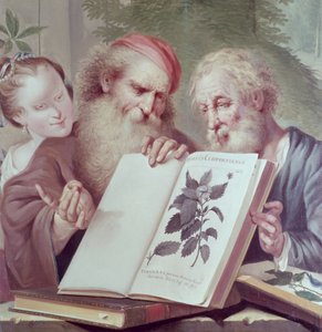 Illustratie uit Hortus Cliffortianus, door Carl Linnaeus (1707-78) gepubliceerd Amsterdam 1737-38