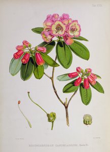 Rhododendron: Kandelaar, uit `The Rhododendrons of Sikkim-Himalaya door J.D. Hooker, 1849-51 door Unbekannt Unbekannt