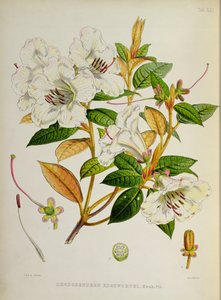 Rhododendron: Edgeworthi uit `The Rhododendrons of Sikkim-Himalaya door J.D. Hooker 1849-51 door Unbekannt Unbekannt