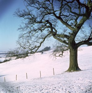 Winterlandschap, Hockley Downs, Essex door Unbekannt Unbekannt