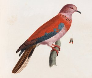 Een kleurenillustratie van een vogel