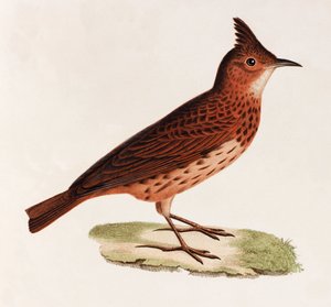 Een kleurenillustratie van een vogel door Unbekannt