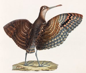 Een kleurenillustratie van een vogel door Unbekannt