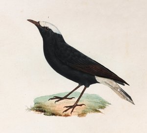 Een kleurenillustratie van een zwarte vogel met witte staart