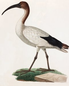 Een kleurenillustratie van een vogel met lange snavel