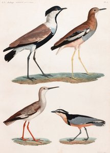 Een volledige pagina serie kleurenillustraties van vogels