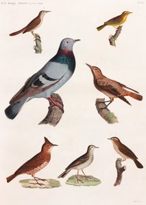 Een volledige pagina serie kleurenillustraties van vogels