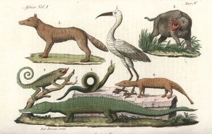 Afrikaanse dieren waaronder nijlpaard, kameleon, krokodil, slang, enz. Handgekleurde kopergravure uit Giulio Ferrario