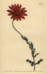 Afrikaanse margriet