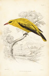 Afrikaanse gouden wielewaal, Oriolus auratus door Unbekannter Künstler