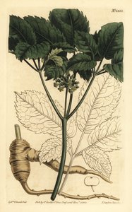 Amerikaanse ginseng