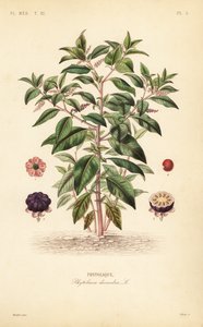 Amerikaanse karmozijnbes, Phytolacca americana door Unbekannt