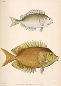 Amphacanthus dorsalis, Amphacanthus corallinus, Indonesië