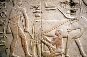 Oud Egypte: Saqqarah (of Saqqara of Sakkarah): necropolis van het Oude Rijk, graf van edele. Detail van de reliëfs die het melken van een buffel voorstellen door Leopold Blonder