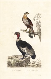 Andescondor en zuidelijke kuifcaracara