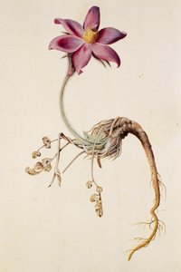Anemone pulsatilla door Unbekannt