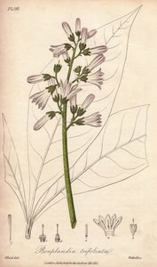 Angosturaboom, Angostura trifoliata door Unbekannter Künstler