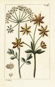 Anijs of anijszaad, Pimpinella anisum door Unbekannter Künstler