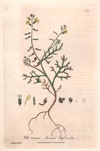 Jaarlijkse Vella (Vella annua) - Botanische plaat door Isaac Russell, gegraveerd door Charles Matthews, uit English Botanical Phenomenes door William Baxter (1788-1871)