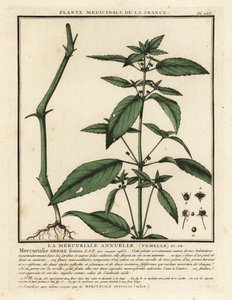 Jaarlijkse mercurialis, Mercurialis annua door Unbekannter Künstler
