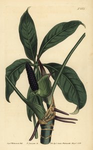 Anthurium palmatum (Vijfbladige pothos, Pothos pentaphylla)