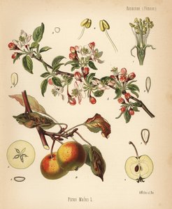 Appelboom, Malus domestica. Chromolithografie naar een botanische illustratie door Walther Muller uit Hermann Adolph Koehler