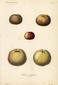Appelrassen, Malus pumila door Unbekannt