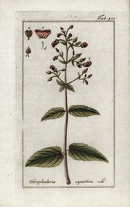 Waterige helmkruid (Scrophularia aquatica). Lithografie uit “Afbeelding der Artseny-Gewassen” door Johannes Zorn (1739-1799), Nederland