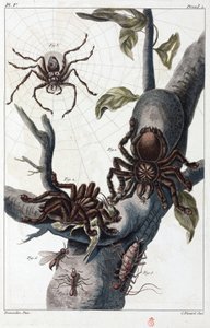 Vogeletende spin en tarantula uit Suriname
