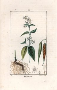 Asclepiade ou herbe à la wadding ou herbe aux parruches - Gravure door Lambert fils, naar een tekening van Pierre Jean Francois Turpin, uit La flore medicale, de Chaumeton, Poiret et Chamberet, Parijs 1830 - Zwaluwkruid, Vincetoxicum hirundinaria