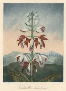Aziatische orchideeënvariëteit. Gravure, uit The Temple of Flora, door Dr. Robert Thornton door Unbekannter Künstler