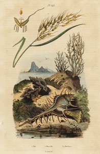 Aziatische rijst, Venus kam murex en Hexaplex angularis