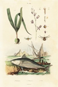 Atlantische blauwvintonijn en belitia orchidee