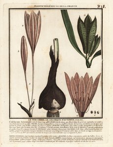 Herfsttijloos, Colchicum autumnale door Unbekannter Künstler