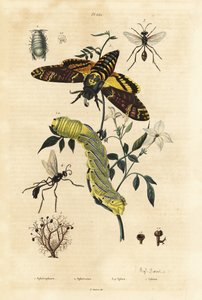 Bolmos, Sphaerophorus globulus 1, Dynamene kreeftachtige 2, graafwespen, Sphex soort 3,4, en Afrikaanse doodshoofdvlinder, Acherontia atropos, en rups 5 door Unbekannt