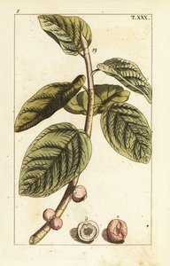Banyan vijgtak met vrucht, Ficus benghalensis