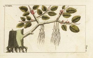 Banyan vijgenboom met luchtwortels, Ficus benghalensis