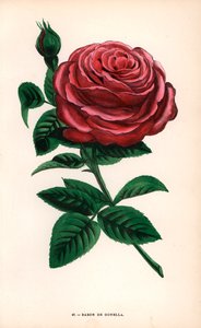 Baron de Gonella roos, variëteit van de Ile-Bourbon roos, gekweekt door Monsieur Guillot Sr. in Lyon in 1859 - Les Roses, Parijs door Unbekannter Künstler