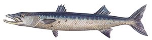 Barracuda - Grote barracuda (Sphyraena barracuda)